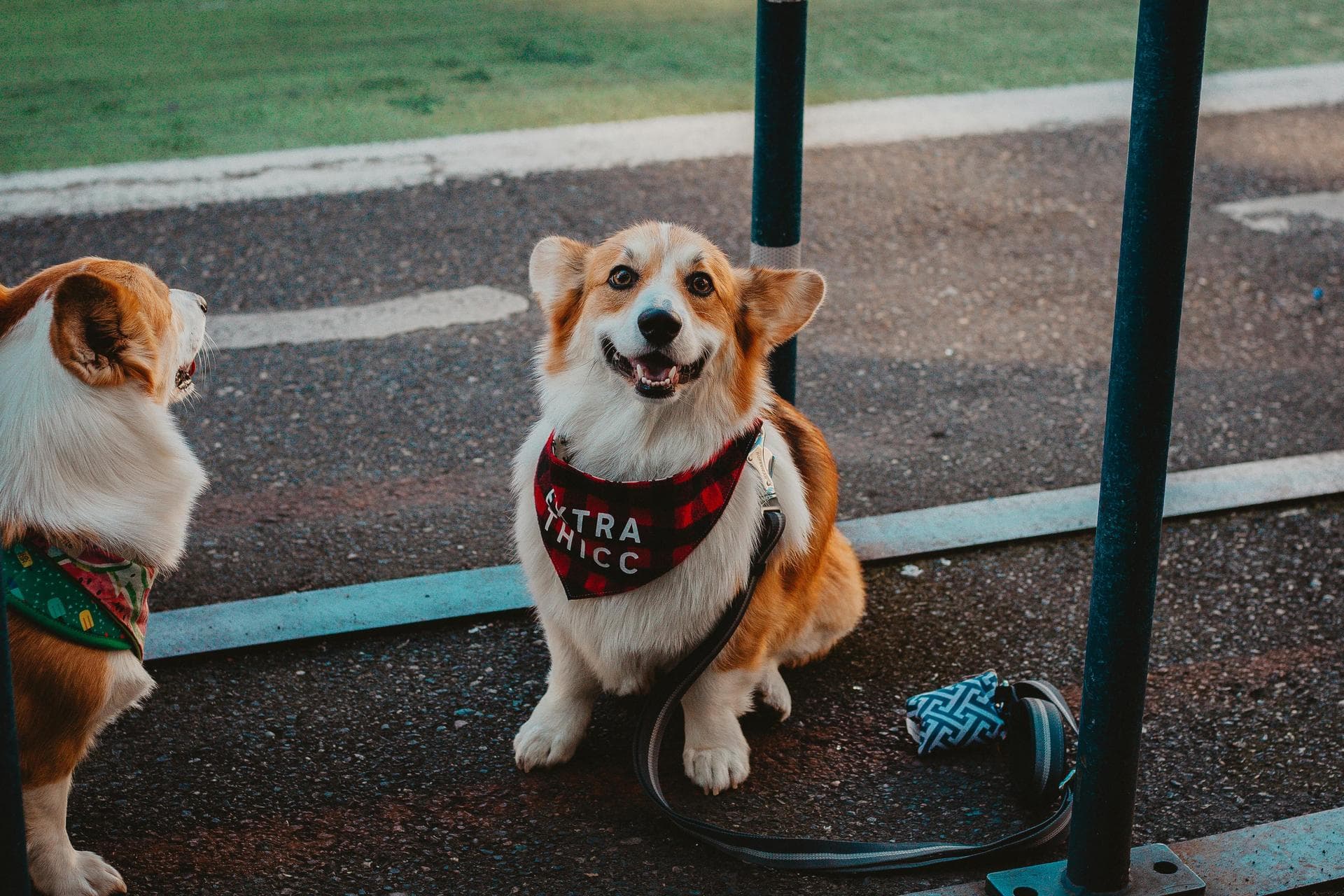 Dog Cremation Prices in Milton Keynes
