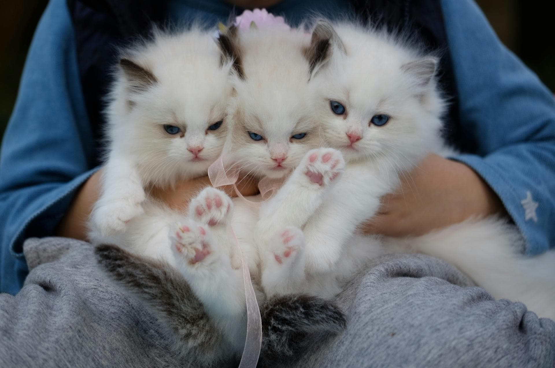 Cat Cremation Prices in Milton Keynes