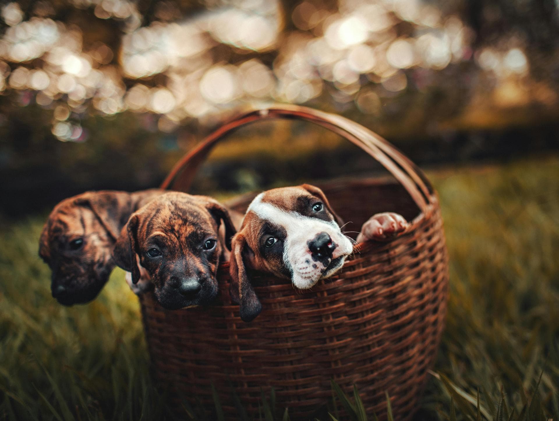 Dog Puppy Vaccinations Kennel Cough Prices in Milton Keynes