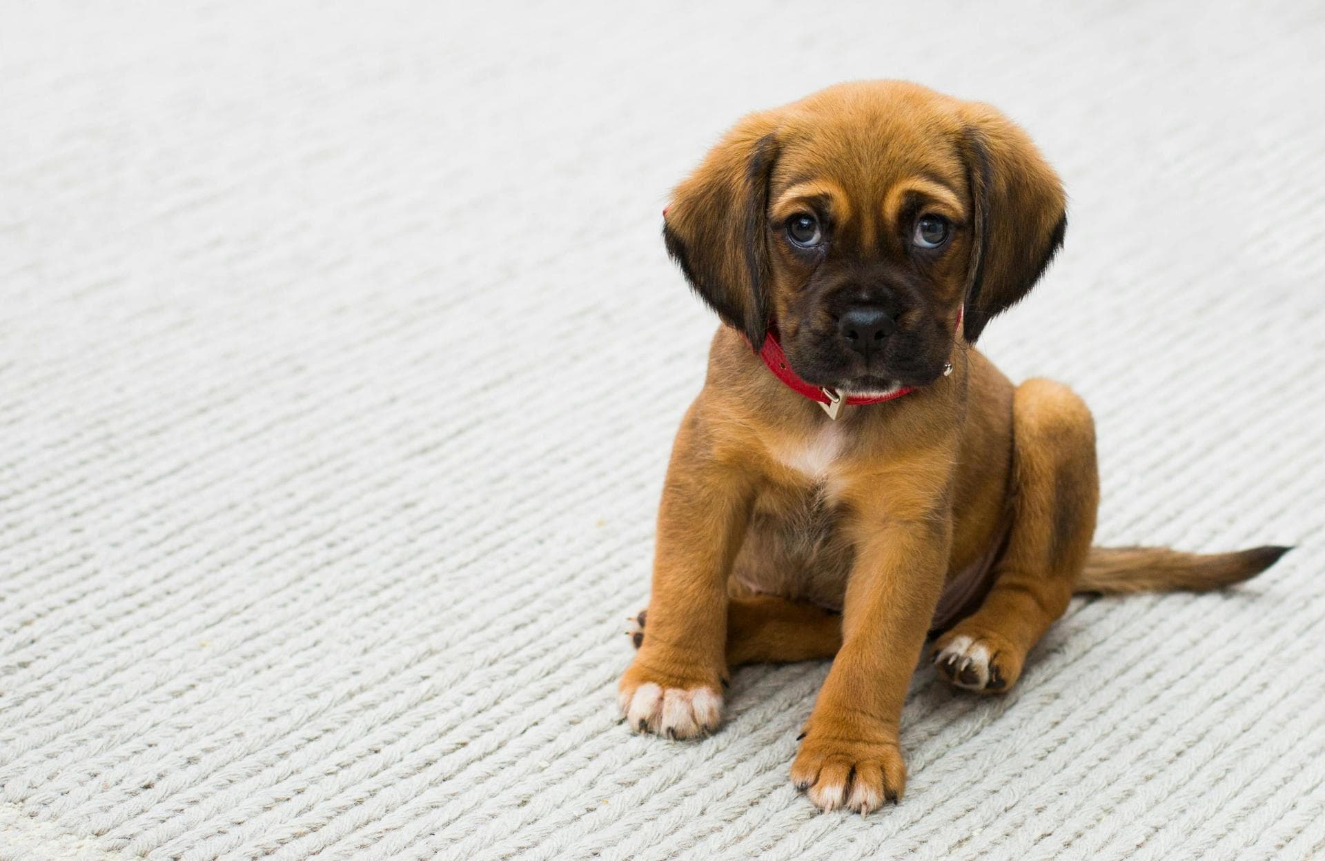 Emergency vets in Milton Keynes