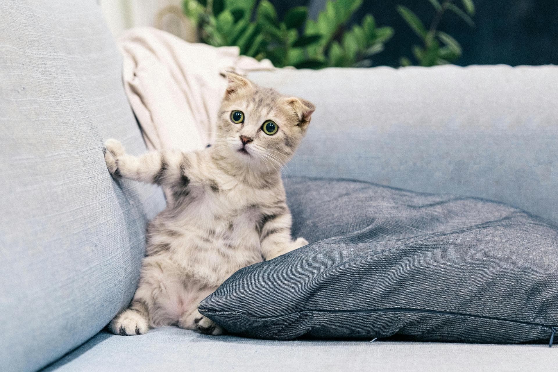 Cat Cremation Prices in Milton Keynes