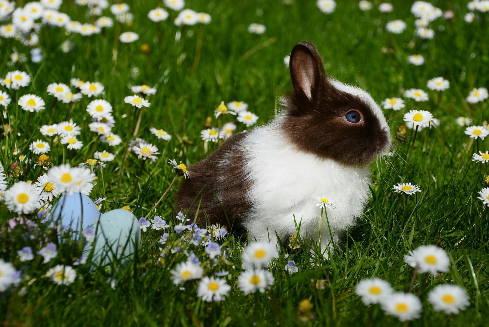 Rabies Vaccination Prices in Milton Keynes