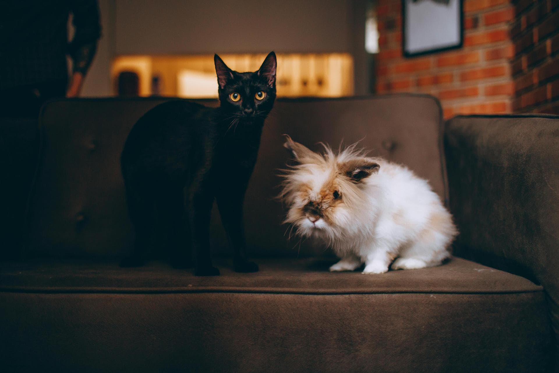 Cat Spaying Prices in Milton Keynes