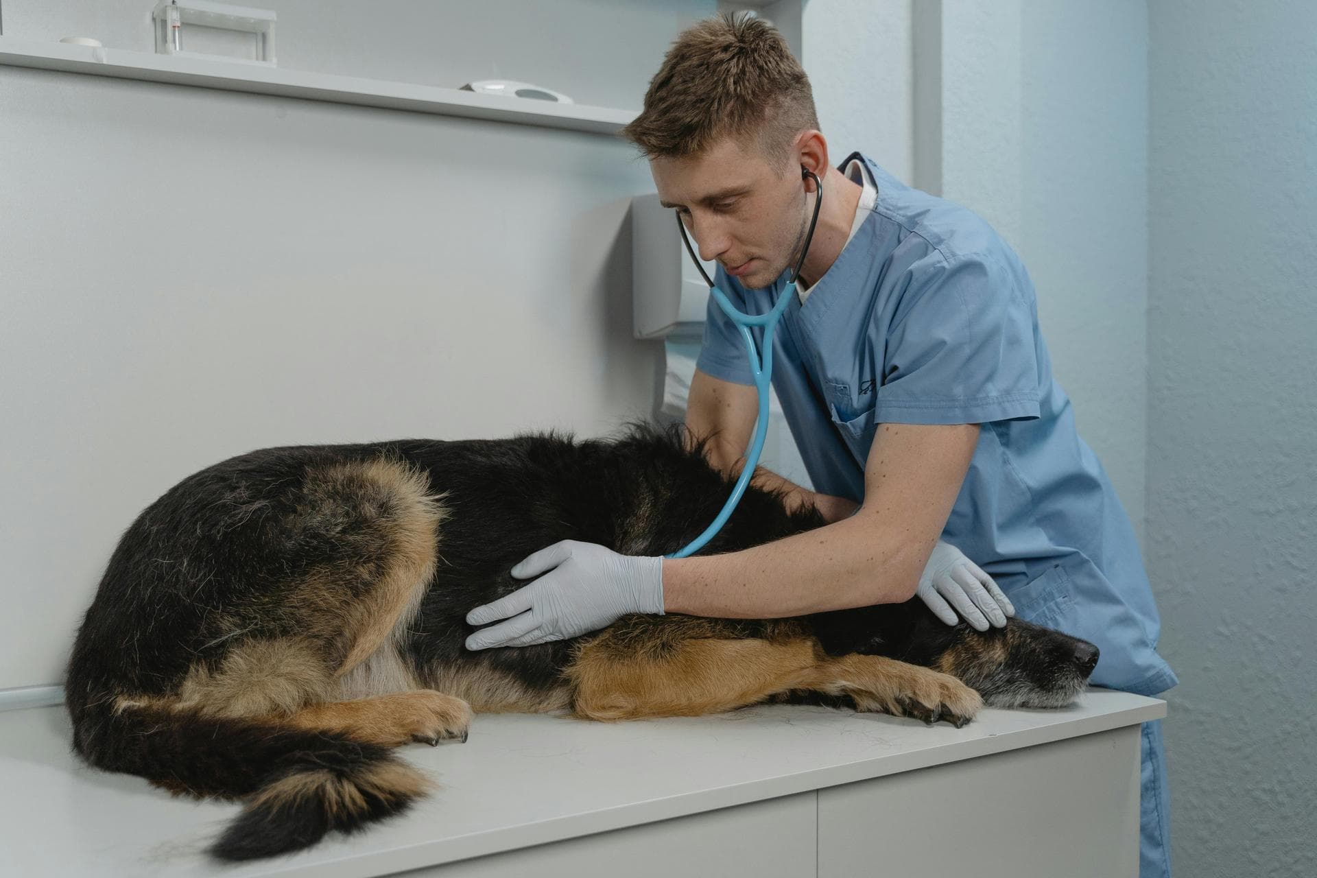 Kennel Cough Vaccine Prices in Milton Keynes