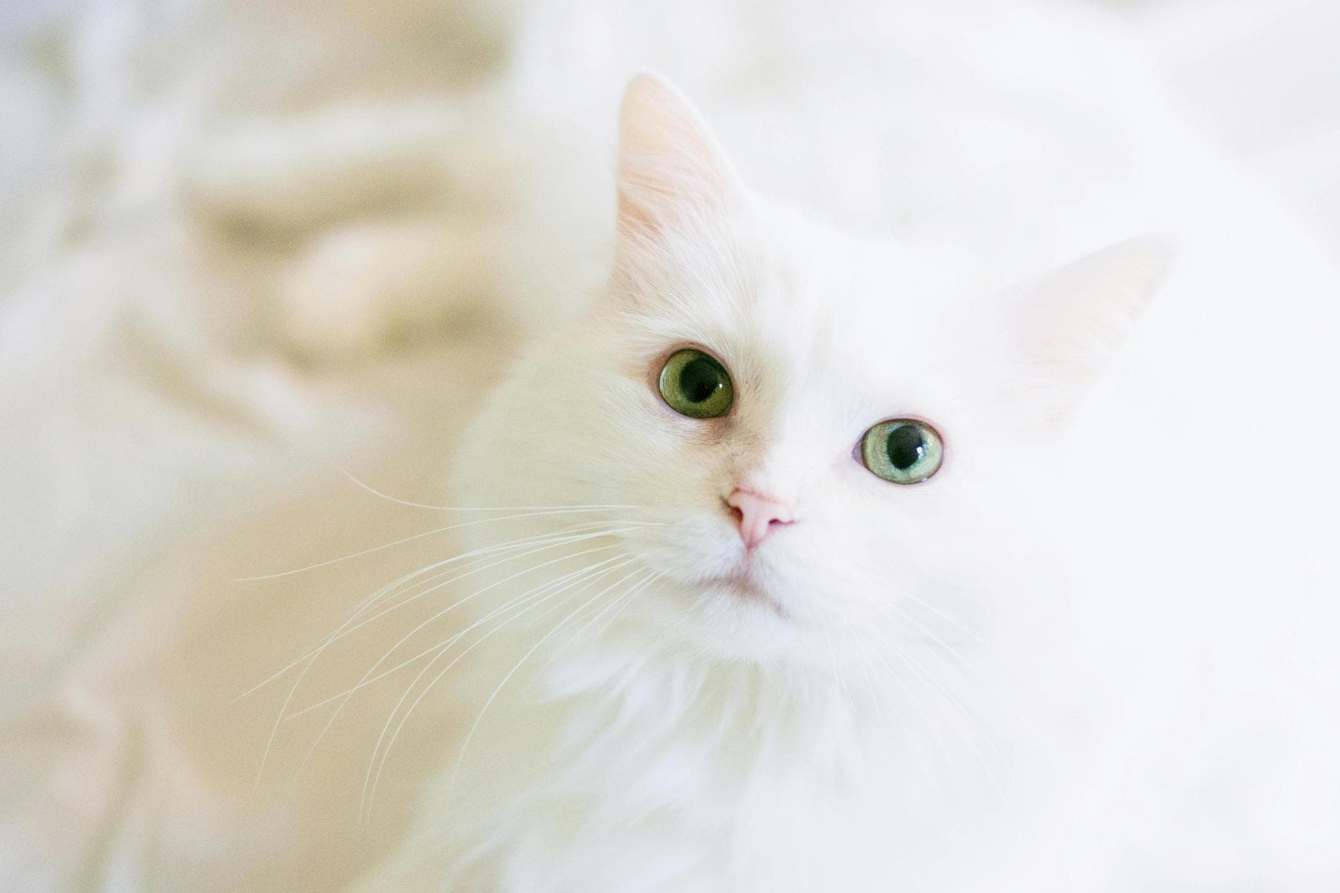 Keyhole Spay Prices in Milton Keynes